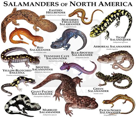 Salamander Pictures